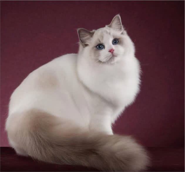 猫咪品种介绍①—仙女猫：布偶