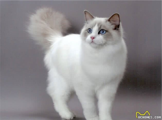 猫咪品种介绍①—仙女猫：布偶