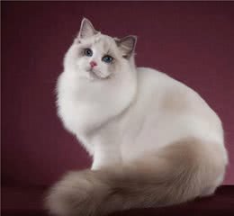 猫咪品种介绍①—仙女猫：布偶