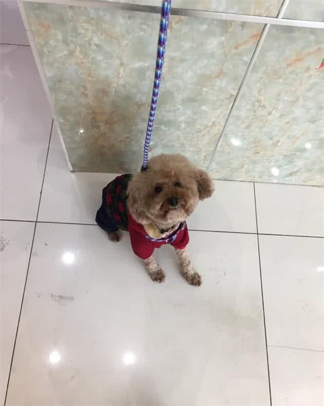 精力极度旺盛的泰迪犬为什么那么喜欢做这个动作？