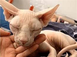 无毛猫寄养在同事家，接回来后竟然生了，看到小猫模样，真想绝交