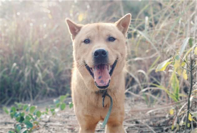 中华田园犬有哪些地方是其他犬类不能比的？