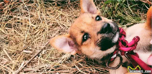 中华田园犬有哪些地方是其他犬类不能比的？