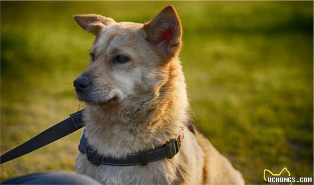中华田园犬有哪些地方是其他犬类不能比的？
