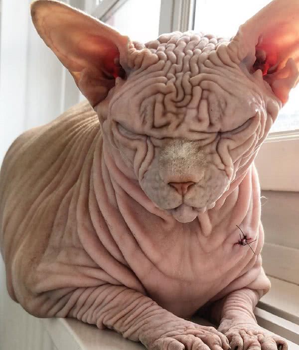 连主人都承认，它大概是全网最“吓人”的无毛猫了