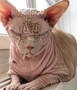 连主人都承认，它大概是全网最“吓人”的无毛猫了