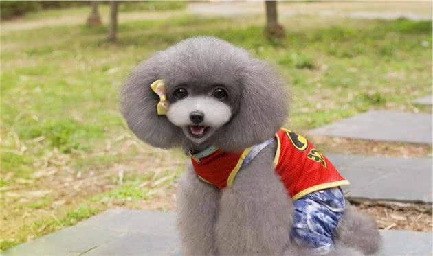 贵宾犬冬天真的怕冷吗？专家：怕