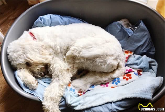 贵宾犬冬天真的怕冷吗？专家：怕
