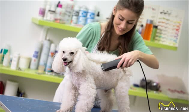 贵宾犬冬天真的怕冷吗？专家：怕