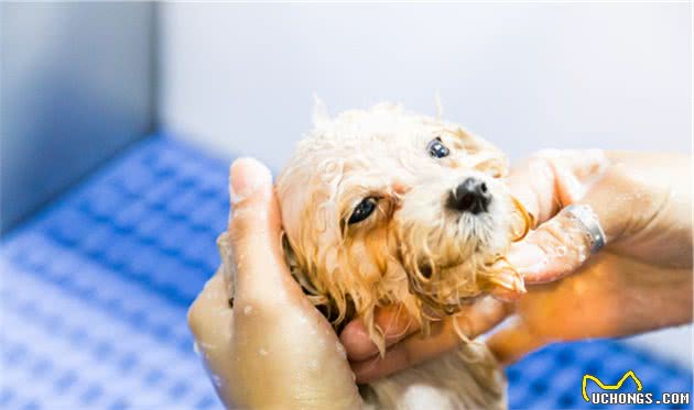 贵宾犬冬天真的怕冷吗？专家：怕