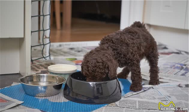 贵宾犬冬天真的怕冷吗？专家：怕