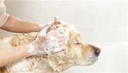 狗狗身体发臭，洗澡后还臭，到底怎么了？