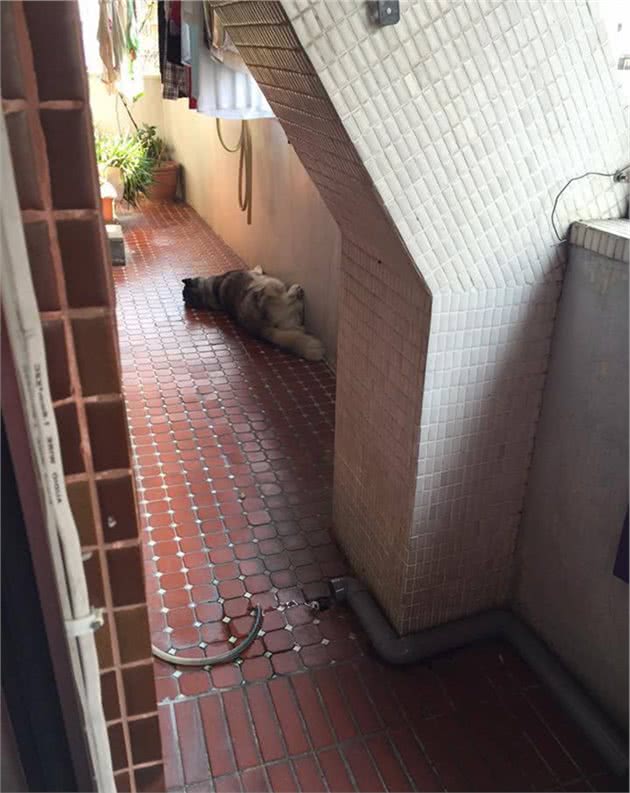 铲屎官出差三个月，再回家二哈竟然翻脸不认人？