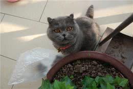 你分得清蓝猫么？