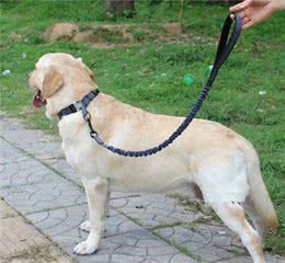 带狗狗出门，需要准备哪些物品，不带不行吗？