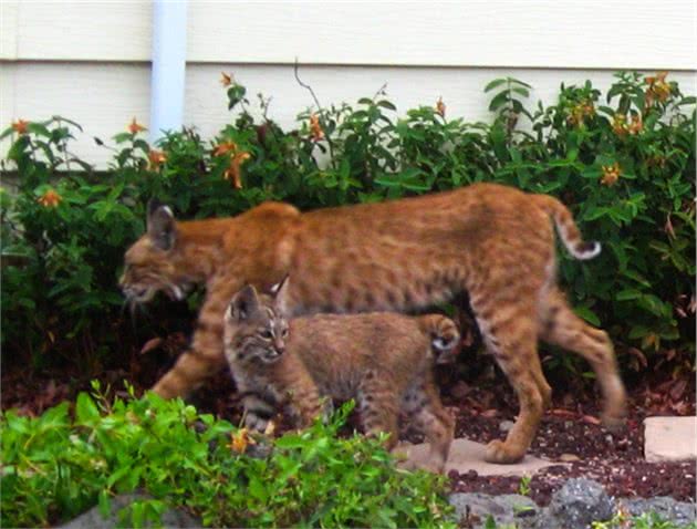 一大三小短尾猫在居民后院悠闲散步，女主人：真是“技高猫胆大”