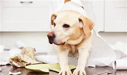 狗狗的六种学习方式