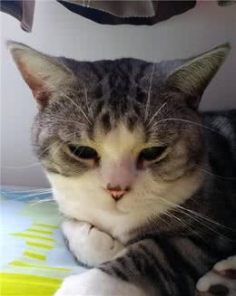 美短这种猫，养了后才发现，特别适合新手养