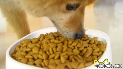 如何挑选优质颗粒狗粮？只要记住两点，让你的爱犬远离劣质粮