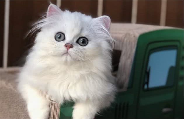 养“金吉拉”好还是“波斯猫”好？其实两个我都想抱回家