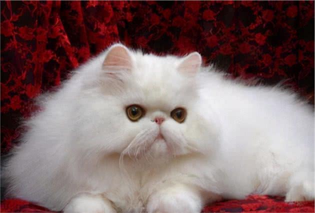 养“金吉拉”好还是“波斯猫”好？其实两个我都想抱回家