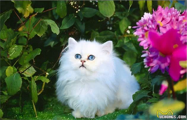 养“金吉拉”好还是“波斯猫”好？其实两个我都想抱回家