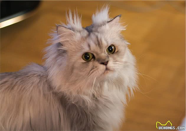 养“金吉拉”好还是“波斯猫”好？其实两个我都想抱回家