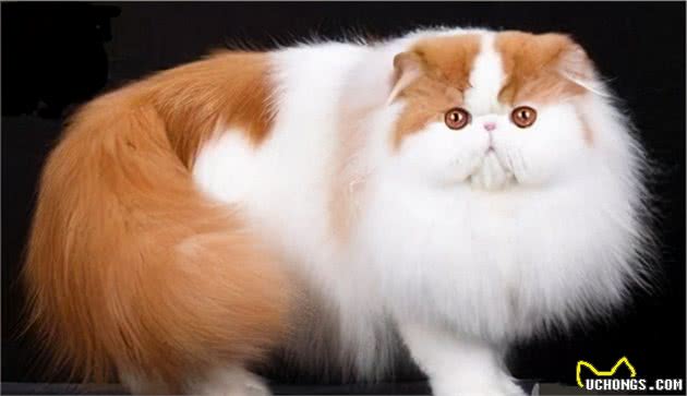 养“金吉拉”好还是“波斯猫”好？其实两个我都想抱回家