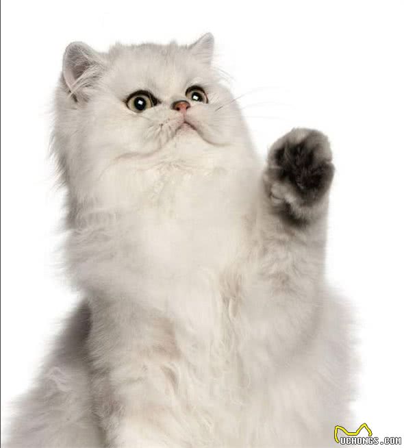 养“金吉拉”好还是“波斯猫”好？其实两个我都想抱回家
