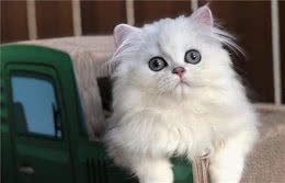 养“金吉拉”好还是“波斯猫”好？其实两个我都想抱回家