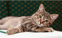狸花猫和虎斑猫什么区别，是不是傻傻分不清呢，看这几点就懂了
