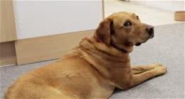 狗狗趴久了站起来一瘸一跛