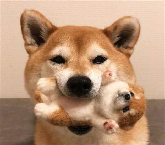 干货篇:如何训练柴犬上厕所