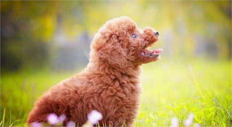 6个“缩短贵宾犬寿命”的行为，你占了几个？