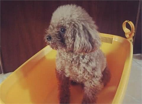 6个“缩短贵宾犬寿命”的行为，你占了几个？
