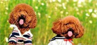 6个“缩短贵宾犬寿命”的行为，你占了几个？
