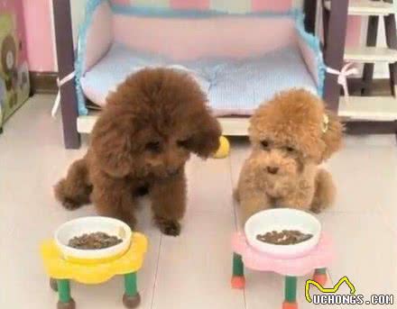 6个“缩短贵宾犬寿命”的行为，你占了几个？