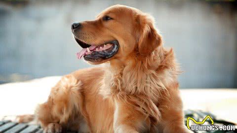 不养金毛犬都不知道，原来它有那么多优势，怪不得养的人那么多