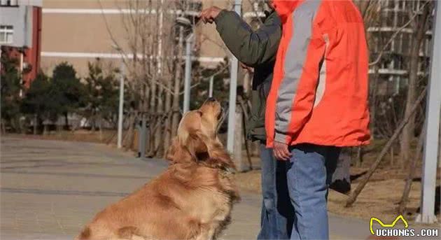 不养金毛犬都不知道，原来它有那么多优势，怪不得养的人那么多