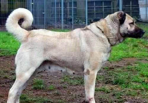 威猛帅气的坎高犬和中亚牧羊犬，在你心中谁是王者