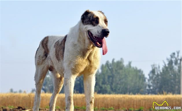威猛帅气的坎高犬和中亚牧羊犬，在你心中谁是王者