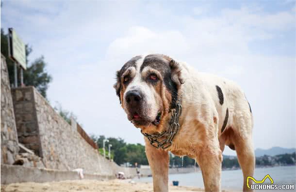 威猛帅气的坎高犬和中亚牧羊犬，在你心中谁是王者