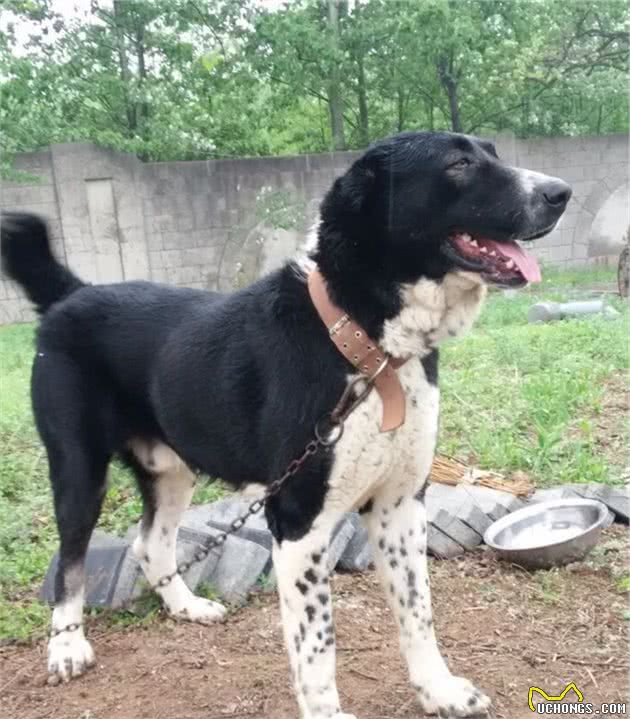 威猛帅气的坎高犬和中亚牧羊犬，在你心中谁是王者