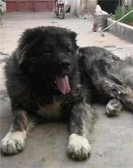 高加索犬几个月好养活新手养高加索犬幼犬注意事项