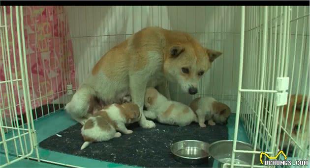 狗妈妈被铁丝捆住了，还请求人类帮忙救它的孩子，内心纠结又挣扎