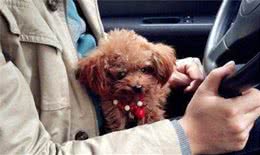 不是所有的泰迪犬都是“人精”，这5个行为，足以说明它是笨狗