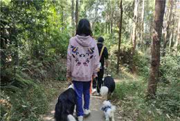 广州带狗爬山聚会，训犬师领队！主人：开始有点做主人的感觉