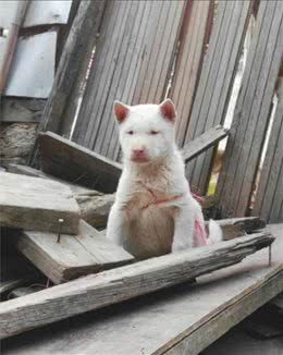 中华田园犬濒临灭绝的犬种“下司猎犬”