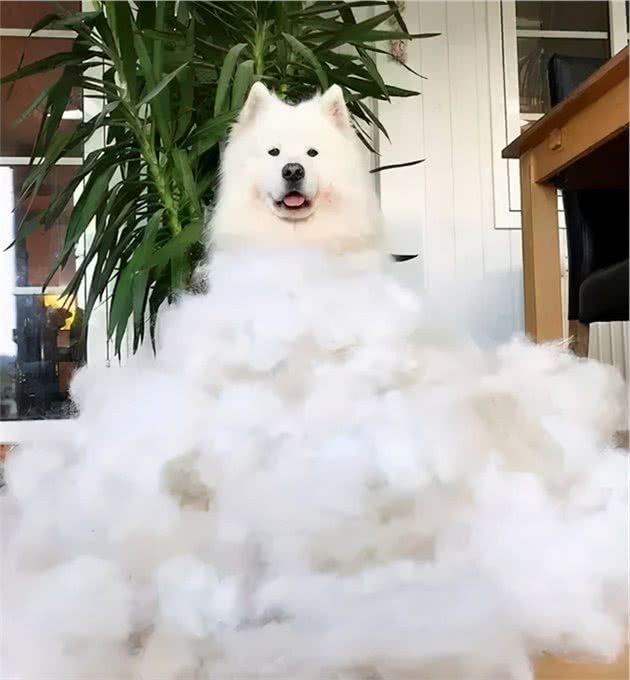 毛毛毛，好好的狗狗怎么成了“掉毛兽”？