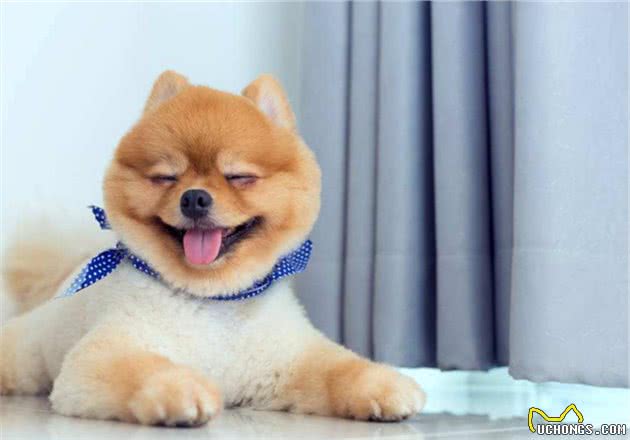 博美犬泪痕根本不难消除！只需要做到这5点，泪痕不再复发